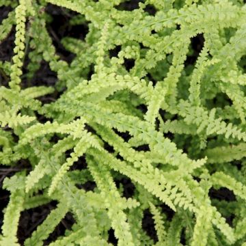 Athyrium filix-femina 'Frizelliae' - Frauenfarn