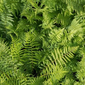 Athyrium filix femina 'Lady in Red' - Frauenfarn