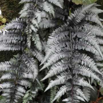 Athyrium niponicum 'Pewter Lace' - Frauenfarn