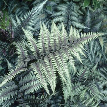 Athyrium niponicum 'Pictum' - Regenbogenfarn