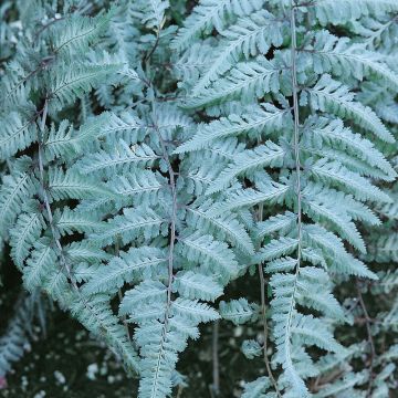 Athyrium niponicum 'Silver Falls' - Frauenfarn
