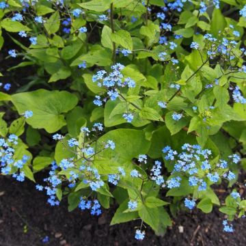 Brunnera macrophylla - Kaukasus-Vergissmeinnicht
