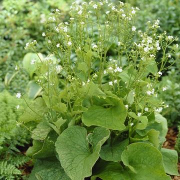 Brunnera macrophylla 'Betty Bowring' - Vergissmeinnicht 