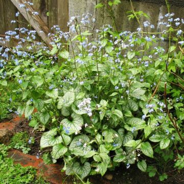 Brunnera macrophylla 'Jack Frost' - Kaukasus-Vergissmeinnicht