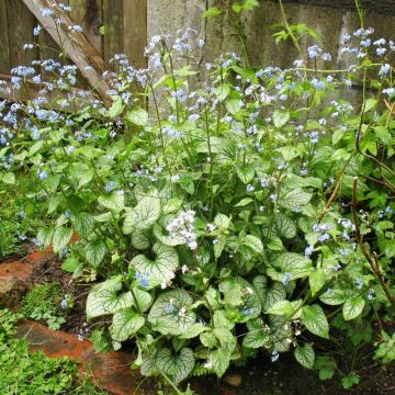 Brunnera macrophylla 'Sea Heart' - Vergissmeinnicht 