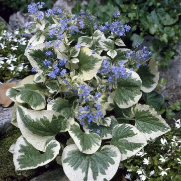 Brunnera macrophylla 'Variegata' - Vergissmeinnicht 