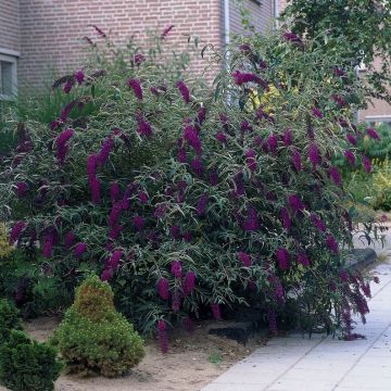 Buddleja davidii 'Black Knight' - Schmetterlingsflieder