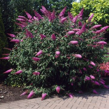 Buddleja davidii 'Pink Delight' - Schmetterlingsflieder