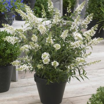 Buddleja davidii 'White Profusion' - Schmetterlingsflieder
