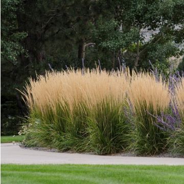 Calamagrostis acutiflora 'Karl Foerster' - Reitgras