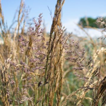 Calamagrostis acutiflora 'Overdam' - Reitgras