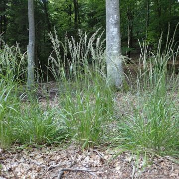 Calamagrostis arundinacea - Reitgras