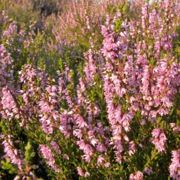 Calluna vulgaris - Besenheide