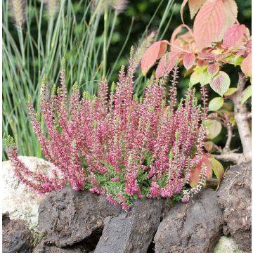 Calluna vulgaris 'Angie' - Knospenheide