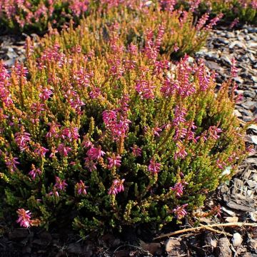 Calluna vulgaris 'Bonita' - Sommerheide