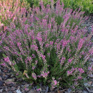 Calluna vulgaris 'Marleen' - Besenheide