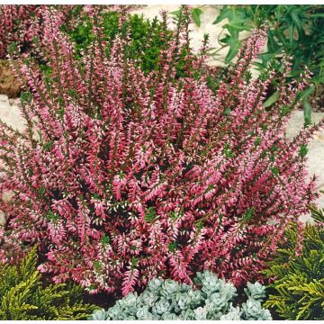 Calluna vulgaris 'Roswitha' - Besenheide