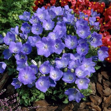 Campanula carpatica 'Blaue Clips' - Glockenblume