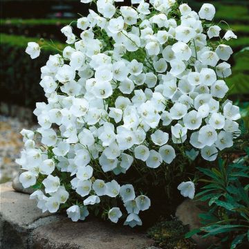 Campanula carpatica 'Weisse Clips' - Glockenblume