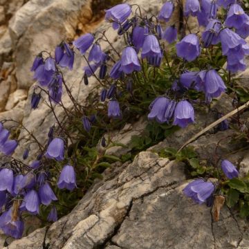 Campanula cochleariifolia - Glockenblume 