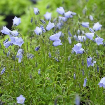 Campanula cochleariifolia 'Blue Baby' - Glockenblume