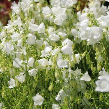 Campanula cochleariifolia 'Jingle White' - Glockenblume