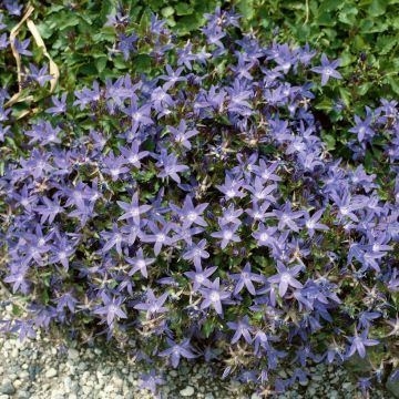 Campanula garganica 'Manto Gargano' - Glockenblume