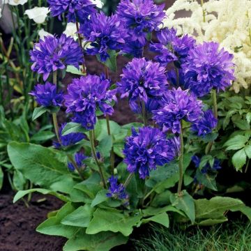 Campanula glomerata 'Acaulis' - Glockenblume