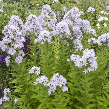 Campanula lactiflora 'Loddon Anne' - Glockenblume