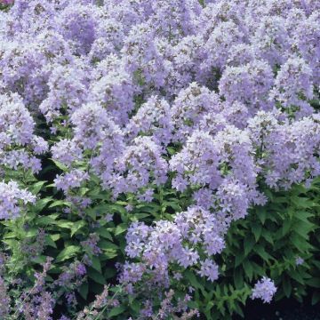 Campanula lactiflora 'Pouffe' - Milchige Glockenblume
