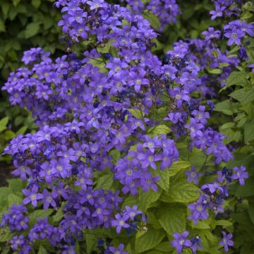 Campanula lactiflora 'Prichard's Variety' - Glockenblume