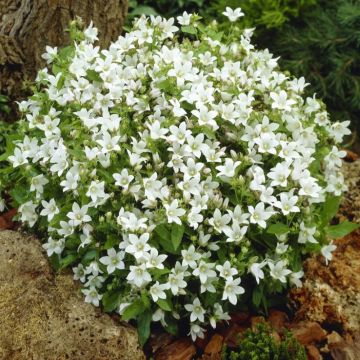 Campanula lactiflora 'White Pouffe' - Glockenblume