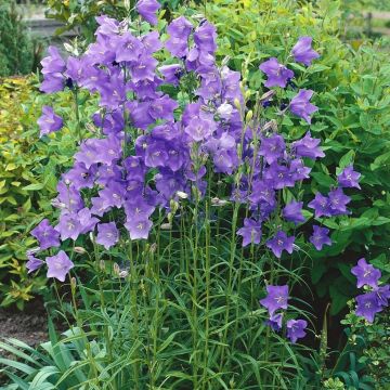 Campanula persicifolia 'Grandiflora Coerulea' - Glockenblume