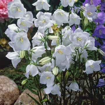 Campanula persicifolia 'Snow White' - Glockenblume