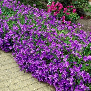 Campanula portenschlagiana - Glockenblume