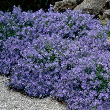 Hängepolster-Glockenblume - Campanula poscharskyana
