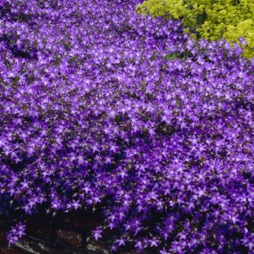 Campanula poscharskyana 'Blauranke' - Glockenblume