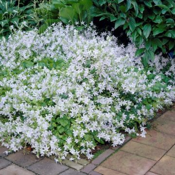 Hängepolster-Glockenblume 'E.H. Frost' - Campanula poscharskyana