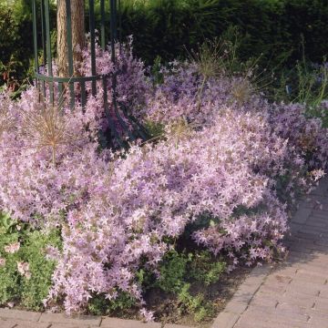Campanula poscharskyana 'Lisduggan Variety' - Glockenblume