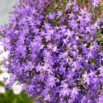 Hängepolster-Glockenblume 'Stella' - Campanula poscharskyana 'Stella'
