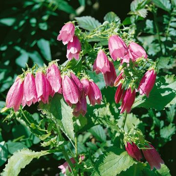 Campanula punctata 'Rubra' - Glockenblume 