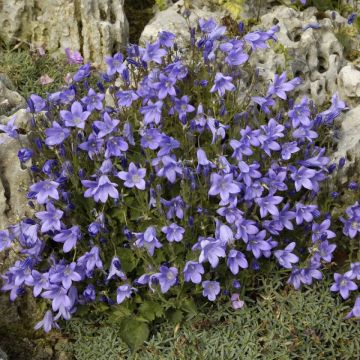 Campanula pyramidalis - Glockenblume