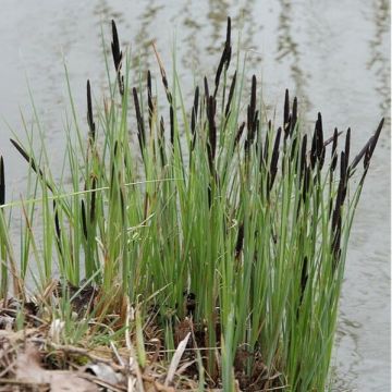 Carex acutiformis - Japan-Segge