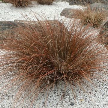 Carex buchananii - Japan-Segge