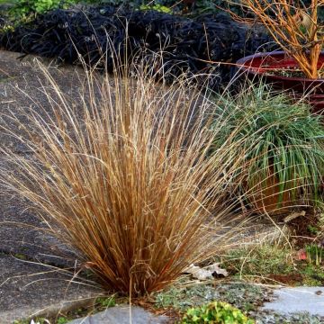 Carex buchananii 'Red Rooster' - Japan-Segge