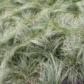 Carex comans 'Amazon Mist' - Japan-Segge