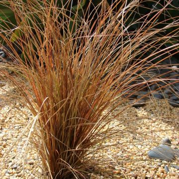 Carex comans 'Bronco' - Japan-Segge