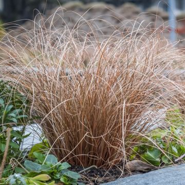 Carex comans 'Bronze Form' - Japan-Segge