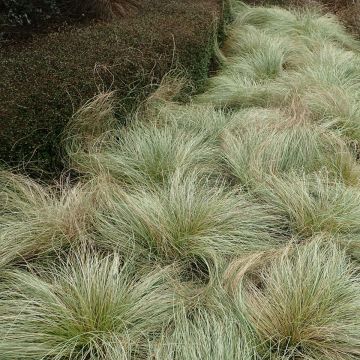 Carex comans 'Frosted Curls' - Japan-Segge