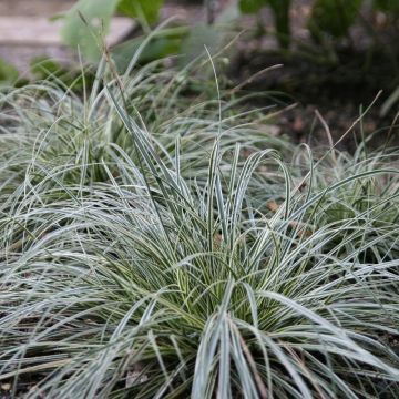 Carex conica 'Snowline' - Japan-Segge